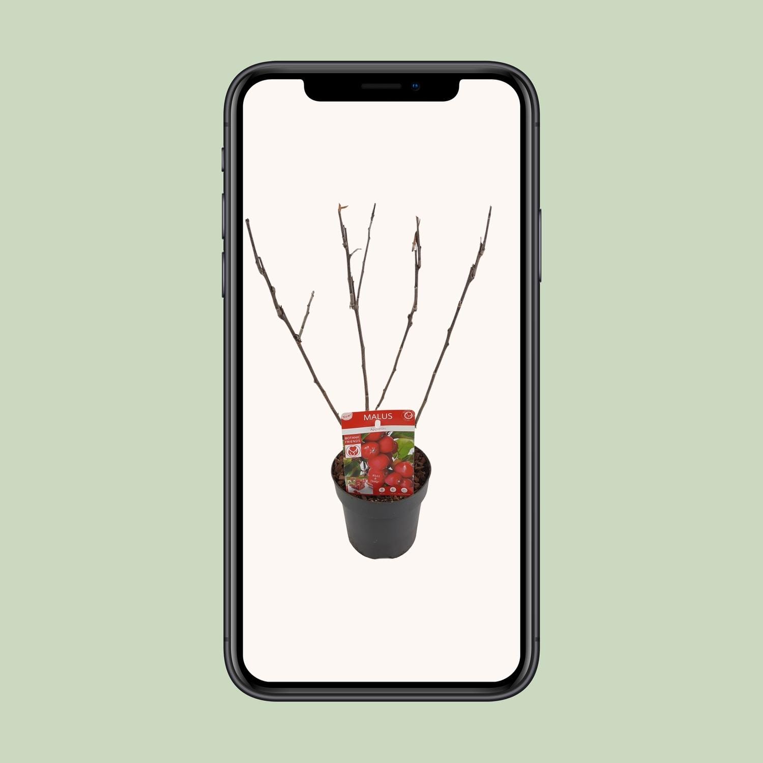 Appel (Malus 'Appletini') - ↨10Cm - Ø13Cm - Afbeelding 4