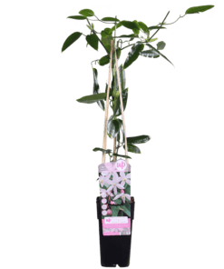 Clematis Armandii Apple Blossom - Groenblijvende Clematis Lichtroze