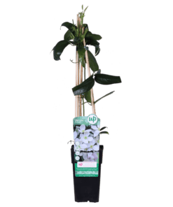 Clematis Armandii - Groenblijvende Clematis Wit