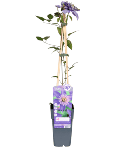 Clematis Multi Blue - Clematis Blauw