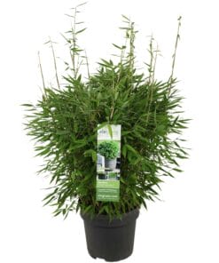 Fargesia 'Moontears'®- Compact Groeiend, Niet Woekerende Bamboe