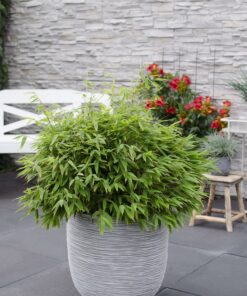 Fargesia 'Moontears'®- Compact Groeiend, Niet Woekerende Bamboe - Afbeelding 2