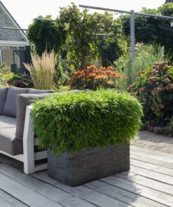 Fargesia 'Moontears'®- Compact Groeiend, Niet Woekerende Bamboe - Afbeelding 3