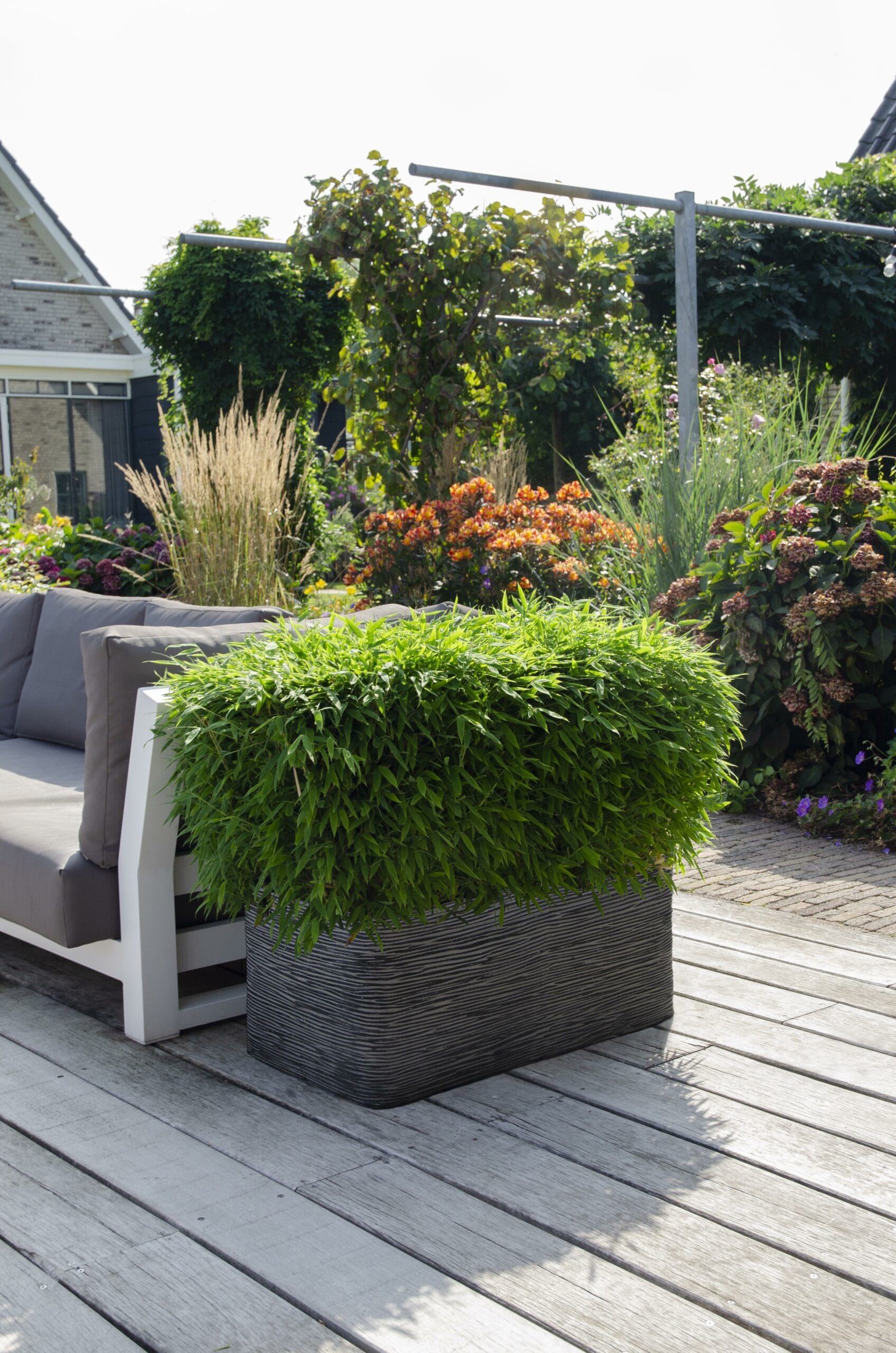 Fargesia 'Moontears'®- Compact Groeiend, Niet Woekerende Bamboe - Afbeelding 3