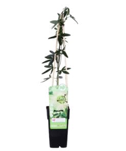 Passiebloem (Passiflora Caerulea) 'Constance Elliot' - Wit