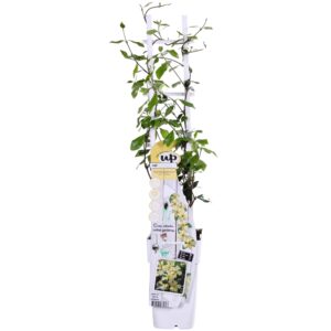 Trachelospermum 'Star Of Toscana' - Toscaanse Jasmijn Geel