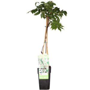 Wisteria Floribunda Alba- Witte Regen