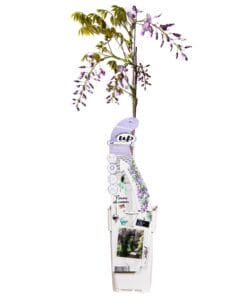 Wisteria Sinensis Caroline - Paarse Regen