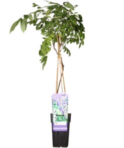 Wisteria Sinensis 'Prolific' - Blauwe Regen