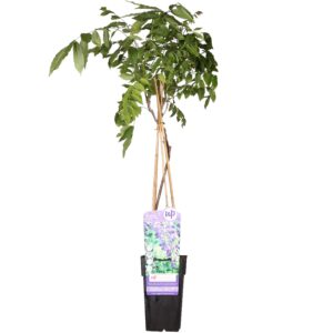 Wisteria Sinensis 'Prolific' - Blauwe Regen