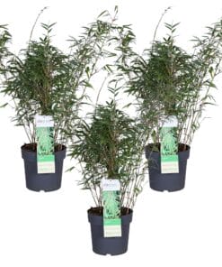 3X Fargesia Rufa - ↨80Cm - Ø23