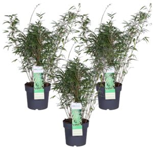3X Fargesia Rufa - ↨80Cm - Ø23