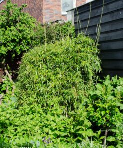 3X Fargesia Rufa - ↨80Cm - Ø23 - Afbeelding 2