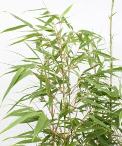 3X Fargesia Rufa - ↨80Cm - Ø23 - Afbeelding 4