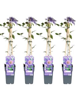 4X - Clematis Multi Blue - ↨65Cm - Ø15