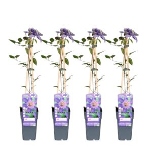 4X - Clematis Multi Blue - ↨65Cm - Ø15