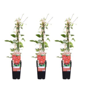 3X - Clematis Rouge Cardinal - ↨65Cm - Ø15