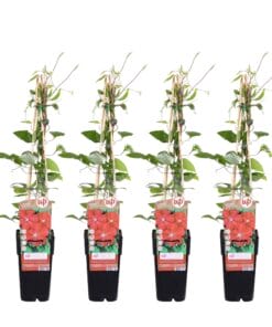 4X - Clematis Rouge Cardinal - ↨65Cm - Ø15