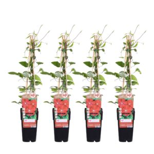 4X - Clematis Rouge Cardinal - ↨65Cm - Ø15