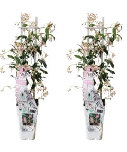 2X - Trachelospermum 'Star Of Ibiza' - ↨65Cm - Ø15