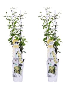 2X - Trachelospermum 'Star Of Toscana' - ↨65Cm - Ø15