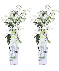 2X - Trachelospermum 'Star Of Venice' - ↨65Cm - Ø15
