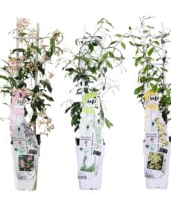 3X - Trachelospermum Mix - ↨65Cm - Ø15