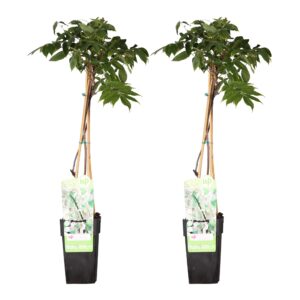 2X Wisteria Floribunda 'Longissima Alba' - ↨65Cm - Ø15