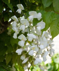 2X Wisteria Floribunda 'Longissima Alba' - ↨65Cm - Ø15 - Afbeelding 2
