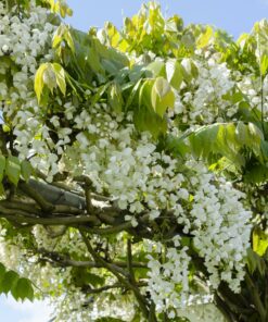 2X Wisteria Floribunda 'Longissima Alba' - ↨65Cm - Ø15 - Afbeelding 3
