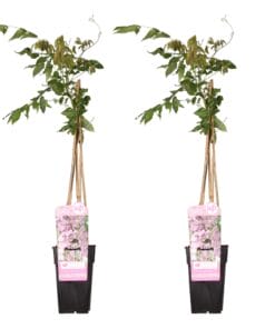 2X Wisteria Floribunda 'Rosea' - ↨65Cm - Ø15