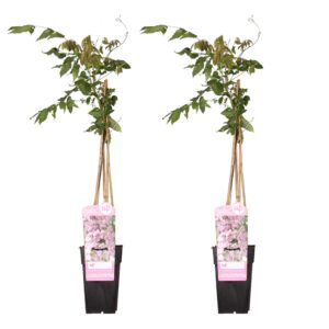 2X Wisteria Floribunda 'Rosea' - ↨65Cm - Ø15