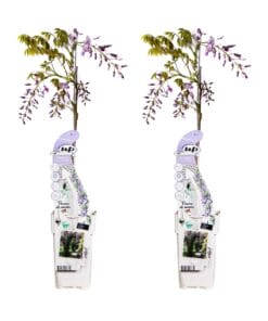 2X Wisteria Sinensis 'Caroline' - ↨65Cm - Ø15