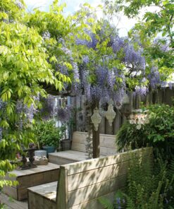 2X Wisteria Sinensis 'Caroline' - ↨65Cm - Ø15 - Afbeelding 2