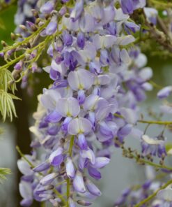 2X Wisteria Sinensis 'Caroline' - ↨65Cm - Ø15 - Afbeelding 3