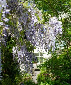 2X Wisteria Sinensis 'Caroline' - ↨65Cm - Ø15 - Afbeelding 4