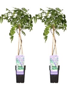 2X Wisteria Sinensis 'Prolific' - ↨65Cm - Ø15