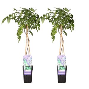 2X Wisteria Sinensis 'Prolific' - ↨65Cm - Ø15