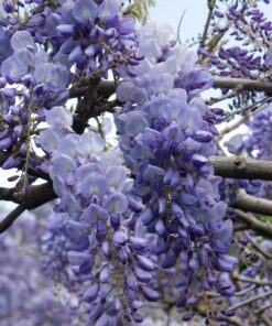 2X Wisteria Sinensis 'Prolific' - ↨65Cm - Ø15 - Afbeelding 2