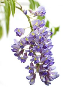 2X Wisteria Sinensis 'Prolific' - ↨65Cm - Ø15 - Afbeelding 3