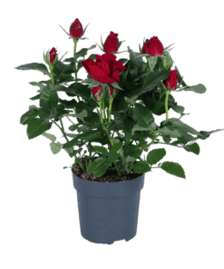 Rosa Rood - Ø17Cm - ↕45Cm