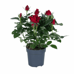 Rosa Rood - Ø17Cm - ↕45Cm