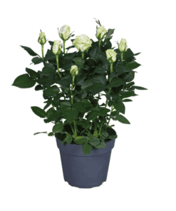 Rosa Wit - Ø17Cm - ↕45Cm