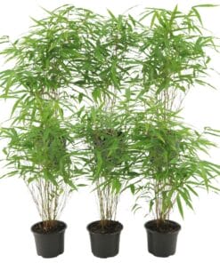 6 X Fargesia Rufa Ø12 Cm - ↕25 Cm