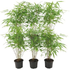 6 X Fargesia Rufa Ø12 Cm - ↕25 Cm