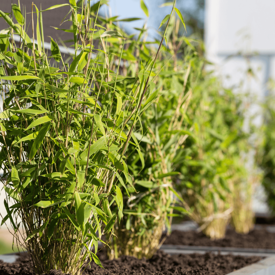 6 X Fargesia Rufa Ø12 Cm - ↕25 Cm - Afbeelding 2