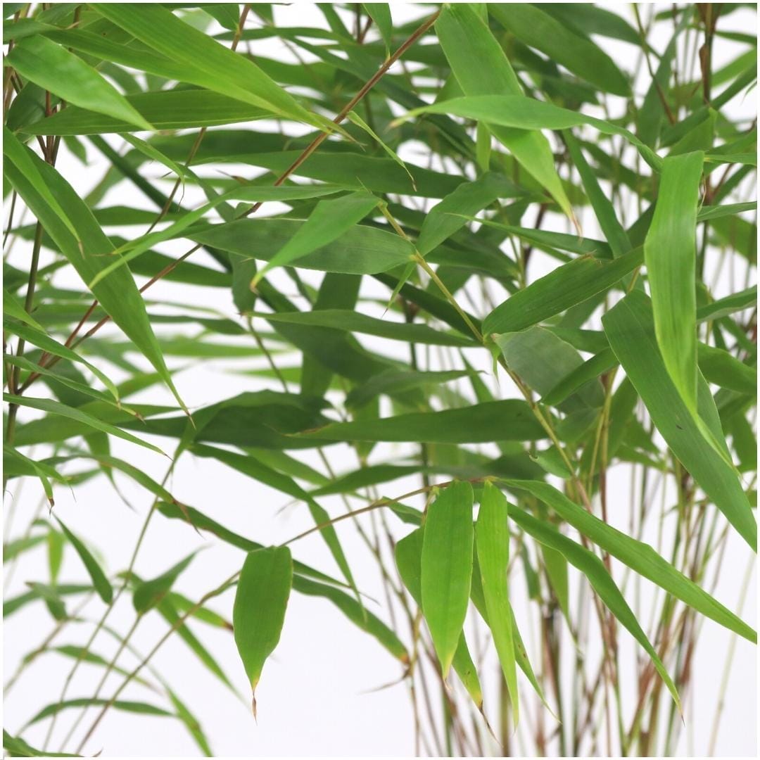 6 X Fargesia Rufa Ø12 Cm - ↕25 Cm - Afbeelding 3