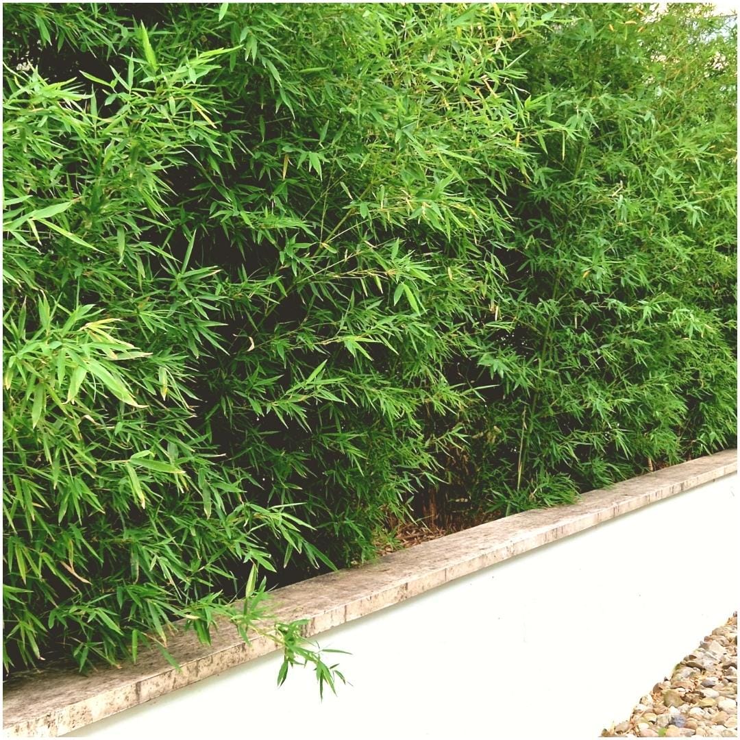 6 X Fargesia Rufa Ø12 Cm - ↕25 Cm - Afbeelding 4