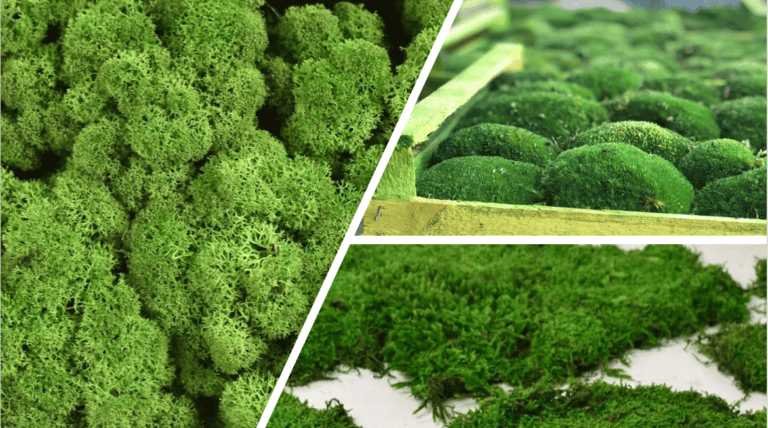 Discover diverse moss wholesale options! 