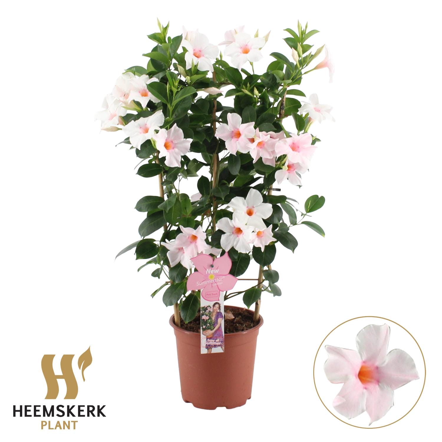 Mandevilla Summerstar Pink Touch Rek - Ø19Cm - ↕75Cm